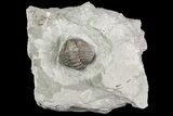 Wide, Enrolled Flexicalymene Trilobite In Shale - Ohio #67976-2